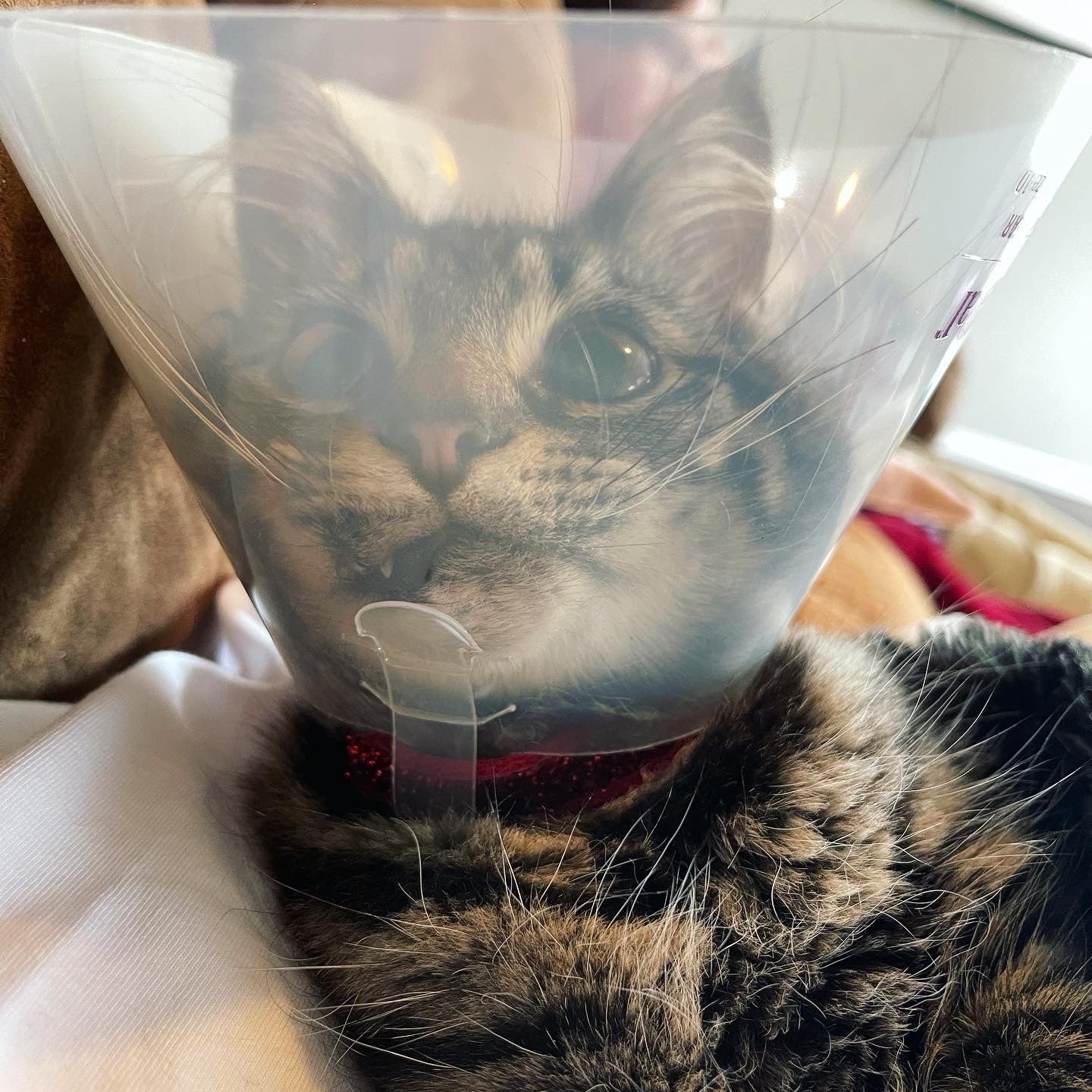Cone Kitty Stickers